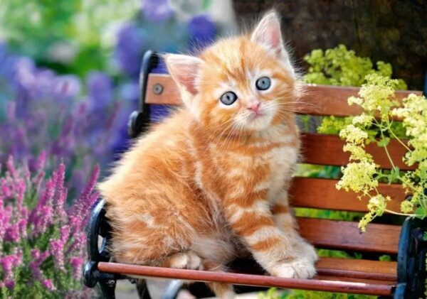 CASTOR PUZZLE 180 GINGER KITTEN RUDY KOT KOTEK